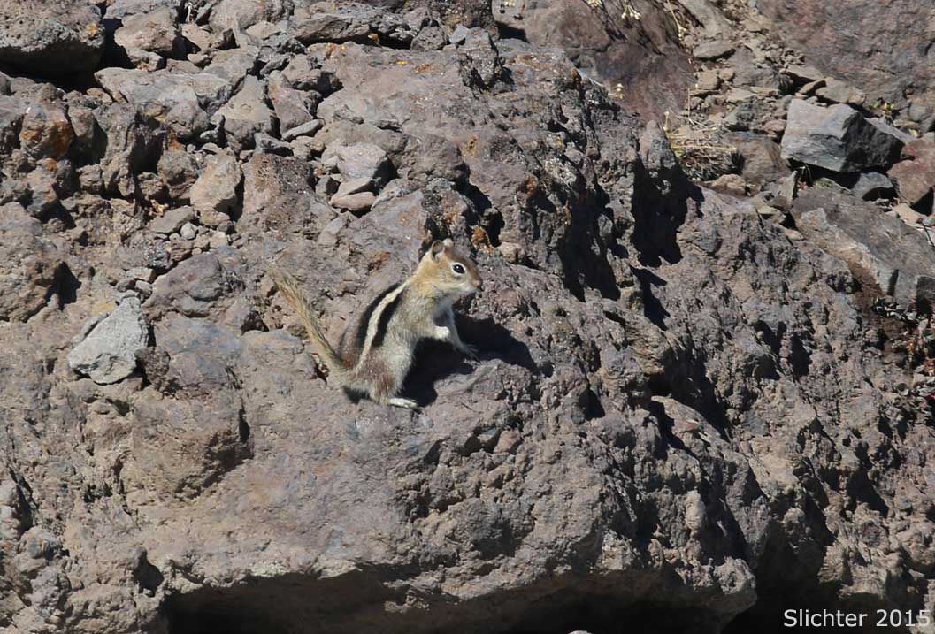 Sierra Golden-mantled Ground Squirrel: Spermophilus lateralis
