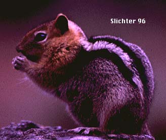 Sierra Golden-mantled Ground Squirrel: Spermophilus lateralis