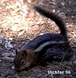 Sierra Golden-mantled Ground Squirrel: Spermophilus lateralis