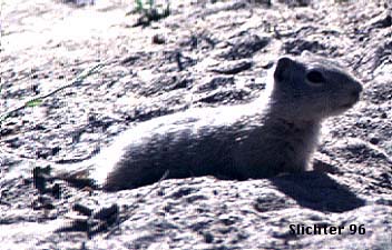 Belding Ground Squirrel: Spermophilus beldingi