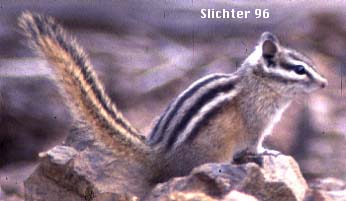 Chipmunk
