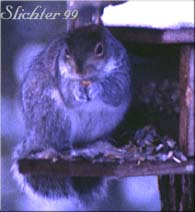 Eastern Gray Squirrel: Sciurus carolinensis