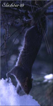 Eastern Gray Squirrel: Sciurus carolinensis