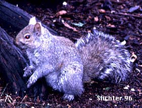 Eastern Gray Squirrel: Sciurus carolinensis