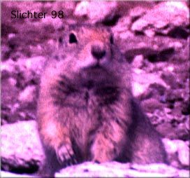 Yellow-bellied Marmot: Marmota flaviventris