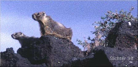 Yellow-bellied Marmot: Marmota flaviventris