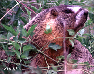 Yellow-bellied Marmot: Marmota flaviventris