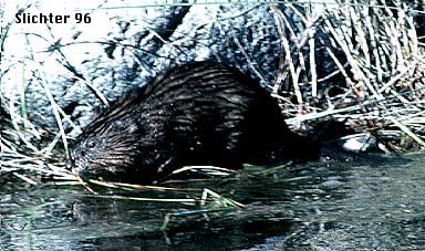 Muskrat: Ondatra zibethicus