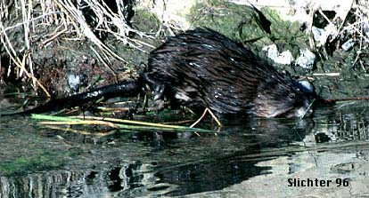 Muskrat: Ondatra zibethicus