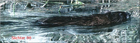 Muskrat: Ondatra zibethicus