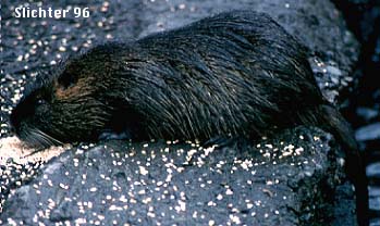 Nutria: Myocaster coypu