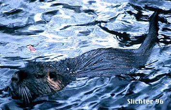 Nutria: Myocaster coypu