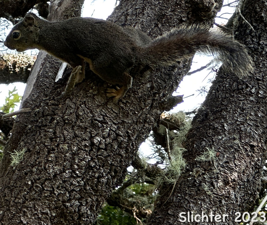 Douglas' Squirrel: Tamiasciurus douglasii