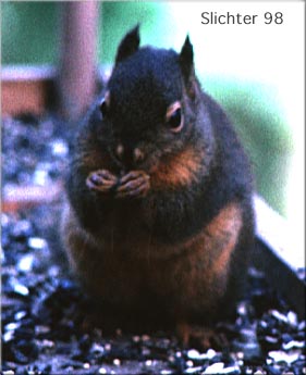 Douglas' Squirrel: Tamiasciurus douglasii