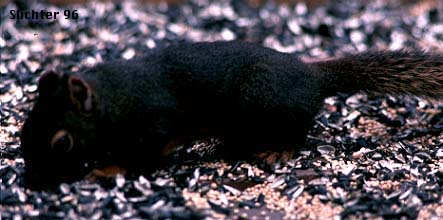 Douglas' Squirrel: Tamiasciurus douglasii