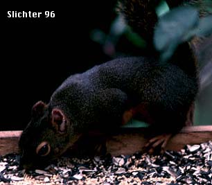 Douglas' Squirrel: Tamiasciurus douglasii