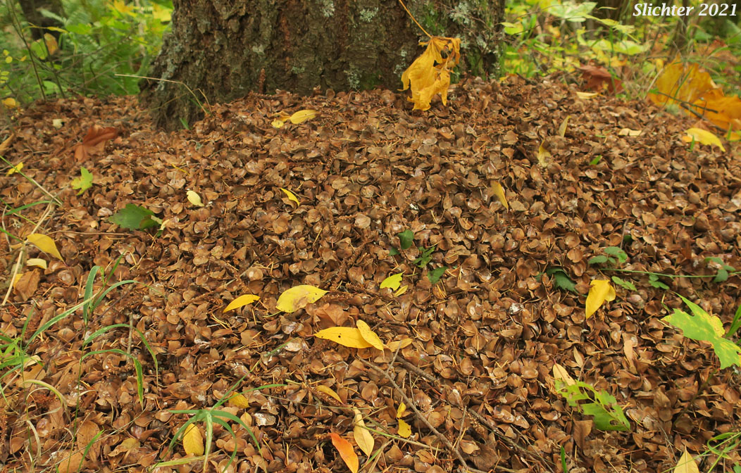 Cone bracts of douglas fir cones left by a Douglas' Squirrel: Tamiasciurus douglasii