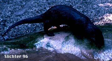River Otter: Lutra canadensis