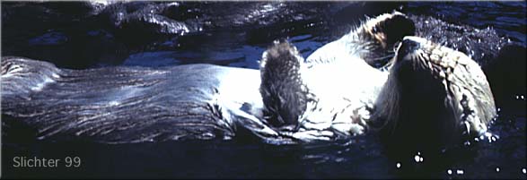 Sea Otter: Enhydra lutris