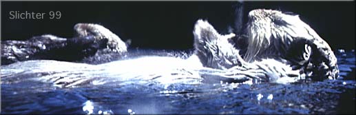 Sea Otter: Enhydra lutris