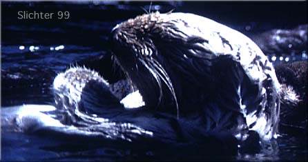 Sea Otter: Enhydra lutris