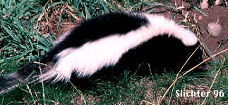 Striped Skunk: Mephitis mephitis