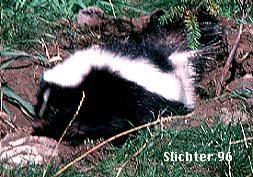 Striped Skunk: Mephitis mephitis
