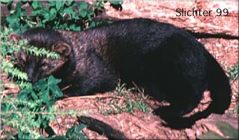 Fisher: Martes pennanti