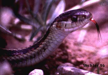 Common Garter Snake