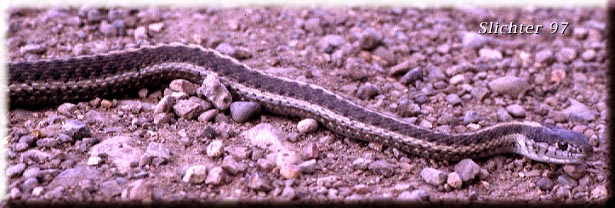 Western Terrestrial Garter Snake: Thamnophis elegans