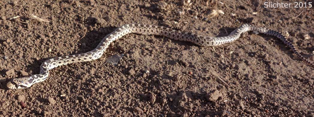 Gopher Snake: Pituophis catenifer