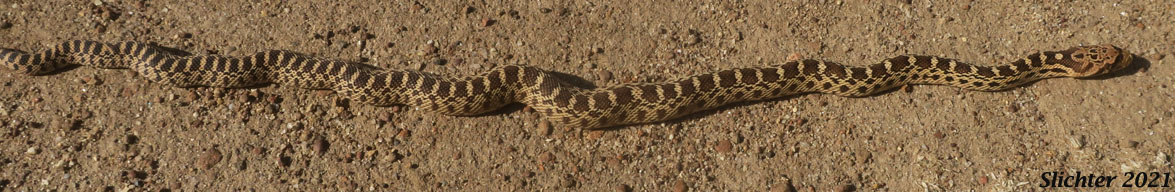 Bull Snake, Gopher Snake: Pituophis catenifer