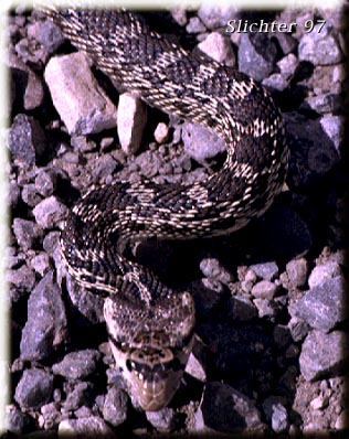 Gopher Snake: Pituophis catenifer