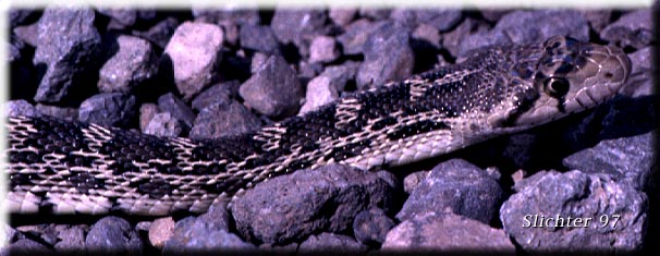 Gopher Snake: Pituophis catenifer