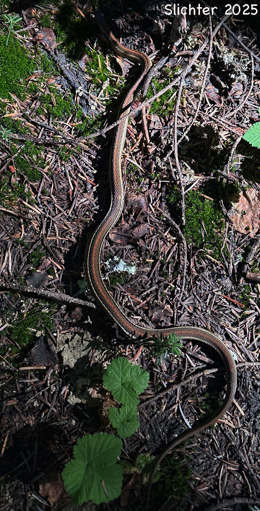 Nortwestern Garter Snake: Thamnophis ordinoides