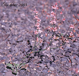 Bailey's Buckwheat, Broom Buckwheat: Eriogonum baileyi var. baileyi (Synonym: Eriogonum vimineum var. baileyi)