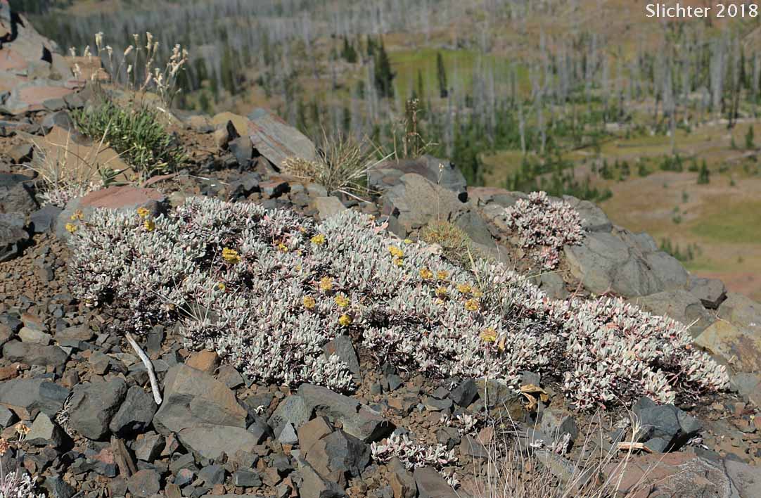 Mat Buckwheat, Matted Buckwheat, Matted Wild Buckwheat: Eriogonum caespitosum (Synonyms: Eriogonum cespitosum, Eriogonum sphaerocephalum var. sericoleucum)