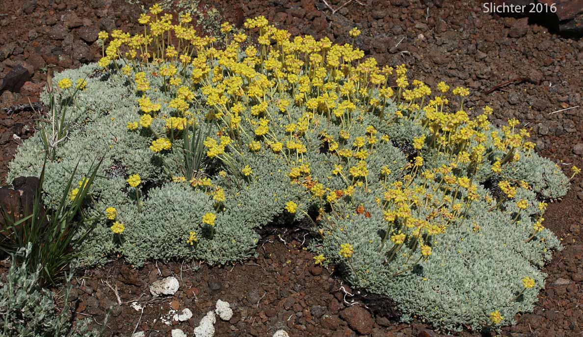 Mat Buckwheat, Matted Buckwheat, Matted Wild Buckwheat: Eriogonum caespitosum (Synonyms: Eriogonum cespitosum, Eriogonum sphaerocephalum var. sericoleucum)