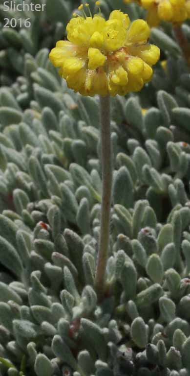 Mat Buckwheat, Matted Buckwheat, Matted Wild Buckwheat: Eriogonum caespitosum (Synonyms: Eriogonum cespitosum, Eriogonum sphaerocephalum var. sericoleucum)