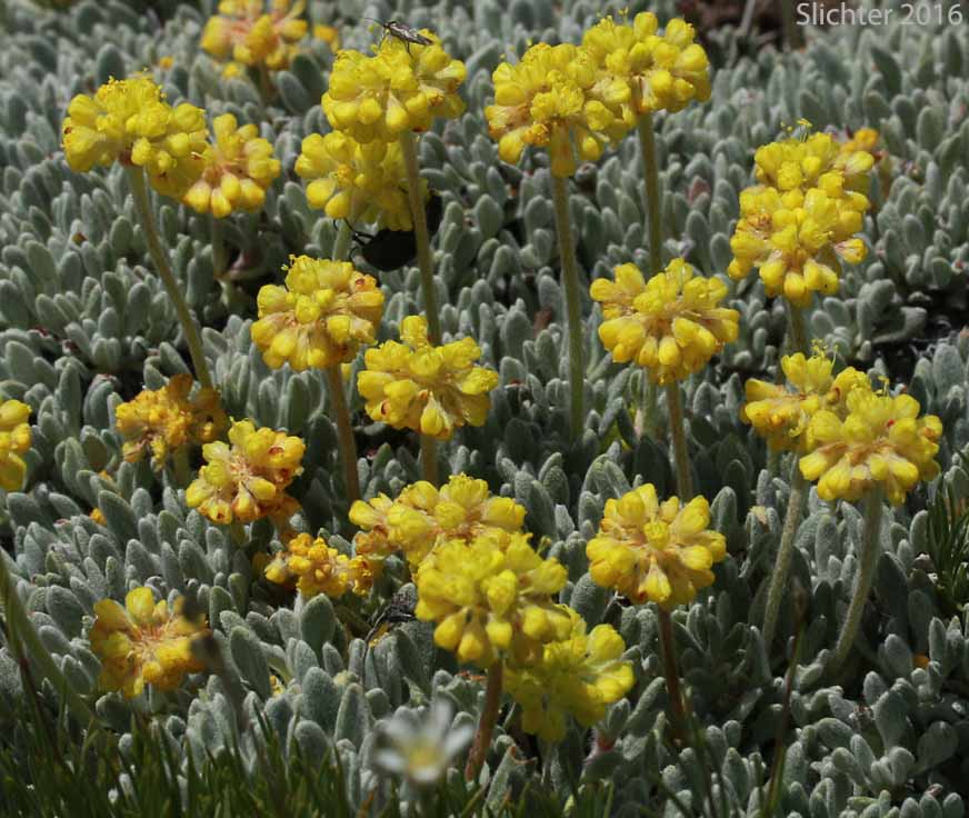 Mat Buckwheat, Matted Buckwheat, Matted Wild Buckwheat: Eriogonum caespitosum (Synonyms: Eriogonum cespitosum, Eriogonum sphaerocephalum var. sericoleucum)