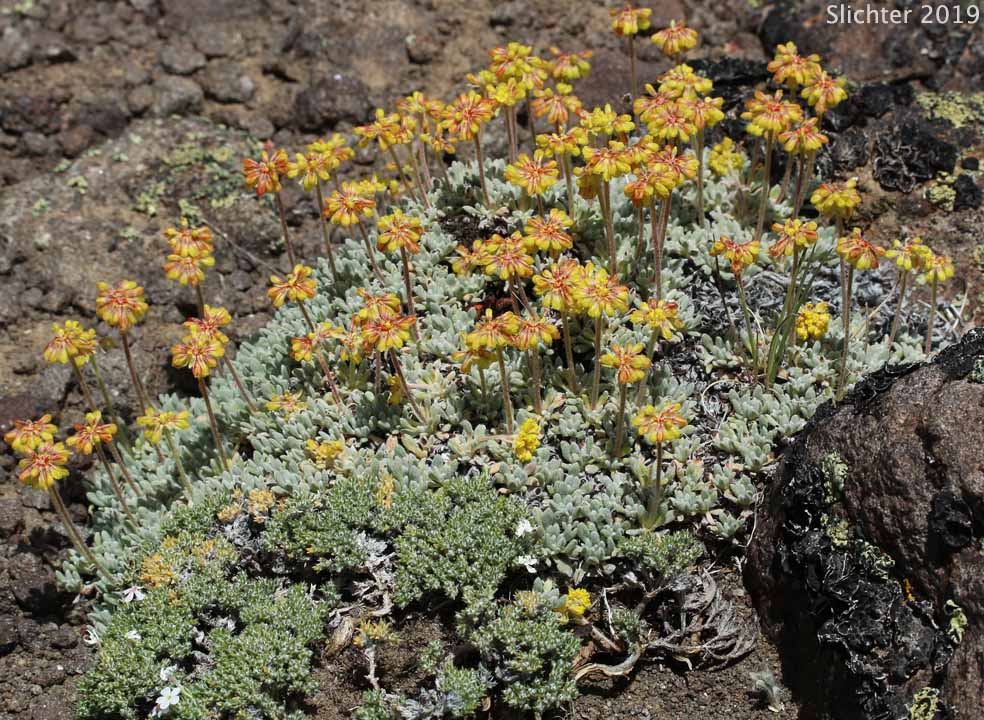 Mat Buckwheat, Matted Buckwheat, Matted Wild Buckwheat: Eriogonum caespitosum (Synonyms: Eriogonum cespitosum, Eriogonum sphaerocephalum var. sericoleucum)
