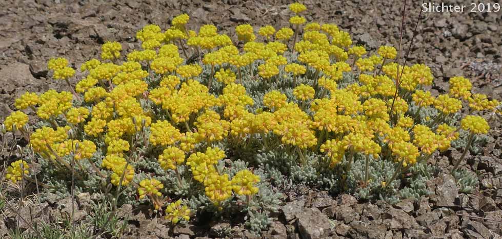Mat Buckwheat, Matted Buckwheat, Matted Wild Buckwheat: Eriogonum caespitosum (Synonyms: Eriogonum cespitosum, Eriogonum sphaerocephalum var. sericoleucum)