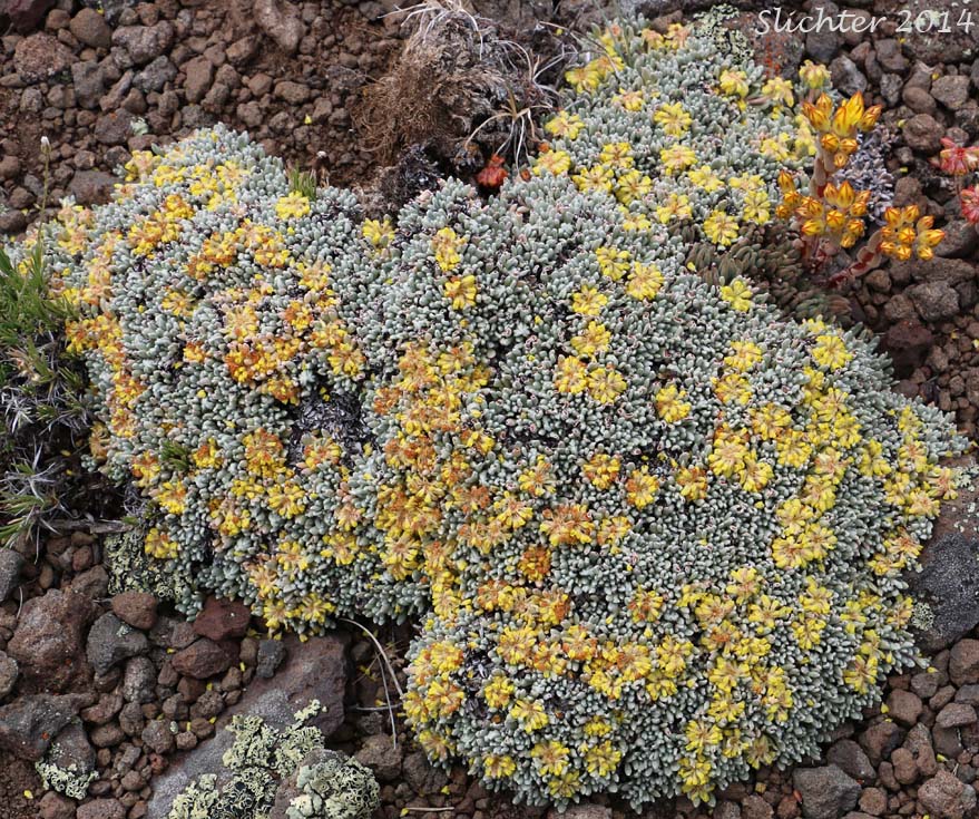 Mat Buckwheat, Matted Buckwheat, Matted Wild Buckwheat: Eriogonum caespitosum (Synonyms: Eriogonum cespitosum, Eriogonum sphaerocephalum var. sericoleucum)
