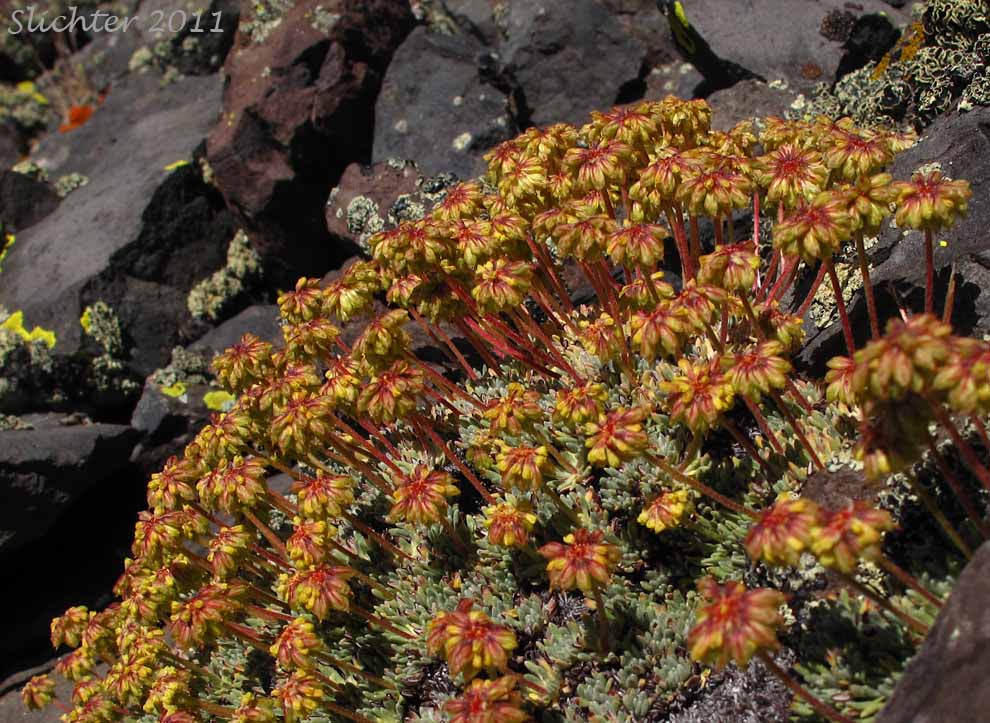 Mat Buckwheat, Matted Buckwheat, Matted Wild Buckwheat: Eriogonum caespitosum (Synonyms: Eriogonum cespitosum, Eriogonum sphaerocephalum var. sericoleucum)