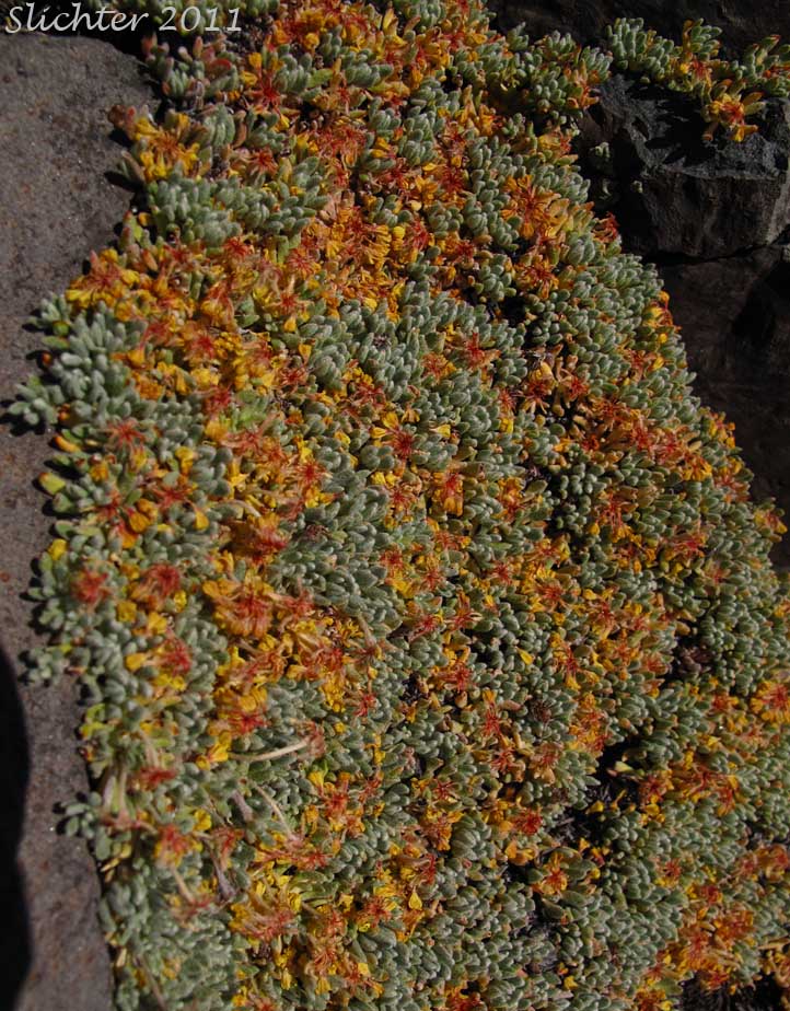 Mat Buckwheat, Matted Buckwheat, Matted Wild Buckwheat: Eriogonum caespitosum (Synonyms: Eriogonum cespitosum, Eriogonum sphaerocephalum var. sericoleucum)