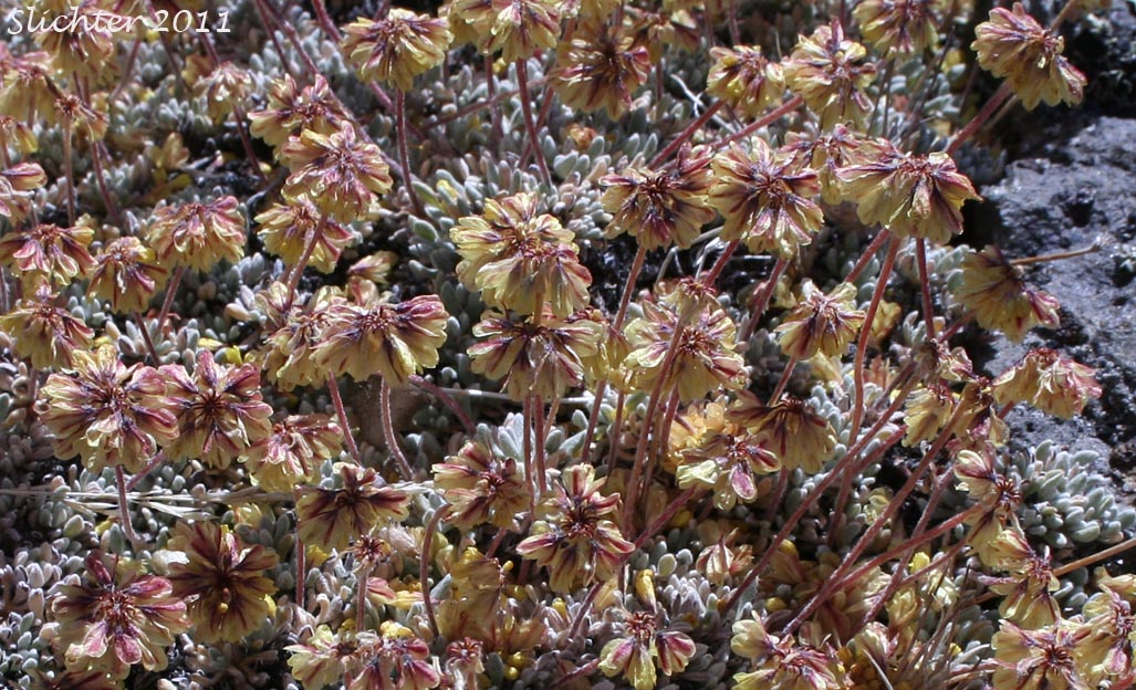Mat Buckwheat, Matted Buckwheat, Matted Wild Buckwheat: Eriogonum caespitosum (Synonyms: Eriogonum cespitosum, Eriogonum sphaerocephalum var. sericoleucum)