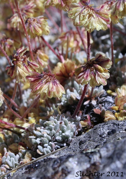 Mat Buckwheat, Matted Buckwheat, Matted Wild Buckwheat: Eriogonum caespitosum (Synonyms: Eriogonum cespitosum, Eriogonum sphaerocephalum var. sericoleucum)
