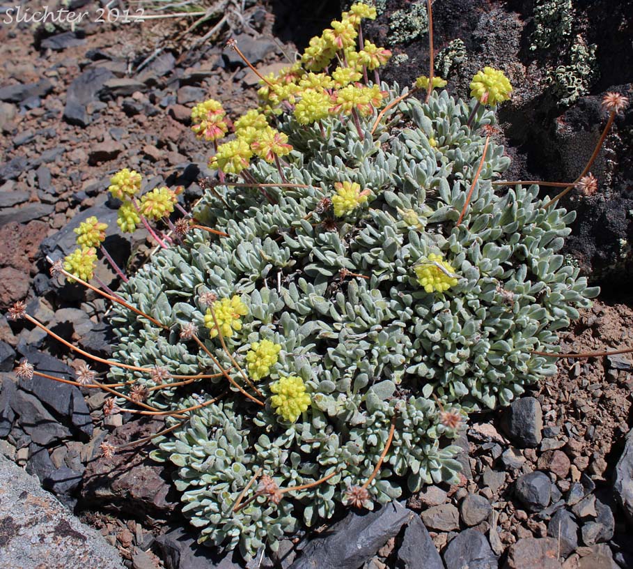 Mat Buckwheat, Matted Buckwheat, Matted Wild Buckwheat: Eriogonum caespitosum (Synonyms: Eriogonum cespitosum, Eriogonum sphaerocephalum var. sericoleucum)