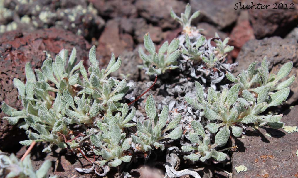 Mat Buckwheat, Matted Buckwheat, Matted Wild Buckwheat: Eriogonum caespitosum (Synonyms: Eriogonum cespitosum, Eriogonum sphaerocephalum var. sericoleucum)