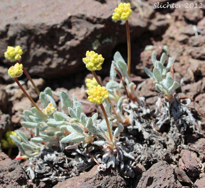 Mat Buckwheat, Matted Buckwheat, Matted Wild Buckwheat: Eriogonum caespitosum (Synonyms: Eriogonum cespitosum, Eriogonum sphaerocephalum var. sericoleucum)